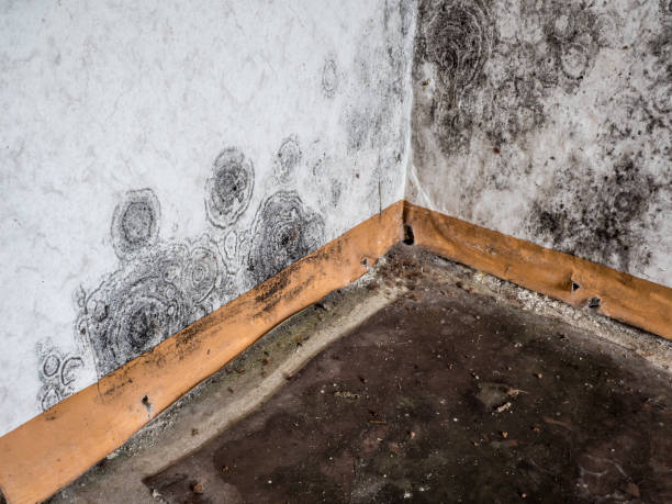 Best Forensic Mold Investigation  in Lindsborg, KS